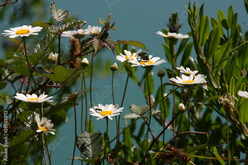 daisies with insects in garden
