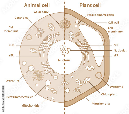 Plant Cell Diagram (Teacher-Made) - Twinkl-saigonsouth.com.vn