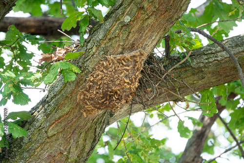 Eichen-Prozessionsspinner - Gespinnst mit vielen Raupen