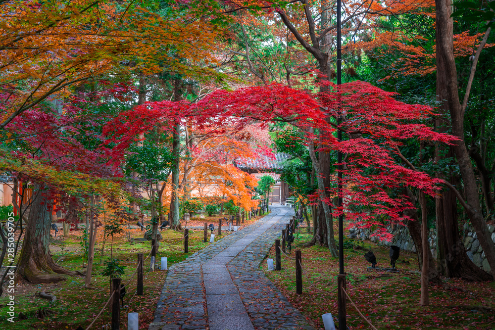 Naklejka premium 京都 鹿王院の紅葉