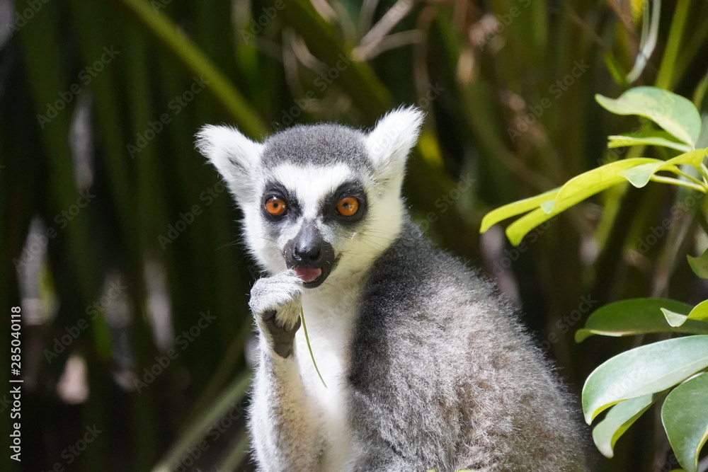 Obraz premium lemurs of Madagascar