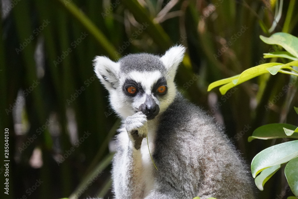 Fototapeta premium lemurs of Madagascar