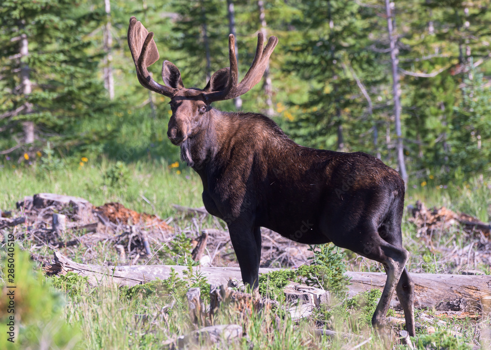 Shiras Moose in the Rocky Mountains of Colorado Shiras Moose in the Rocky Mountains of Colorado