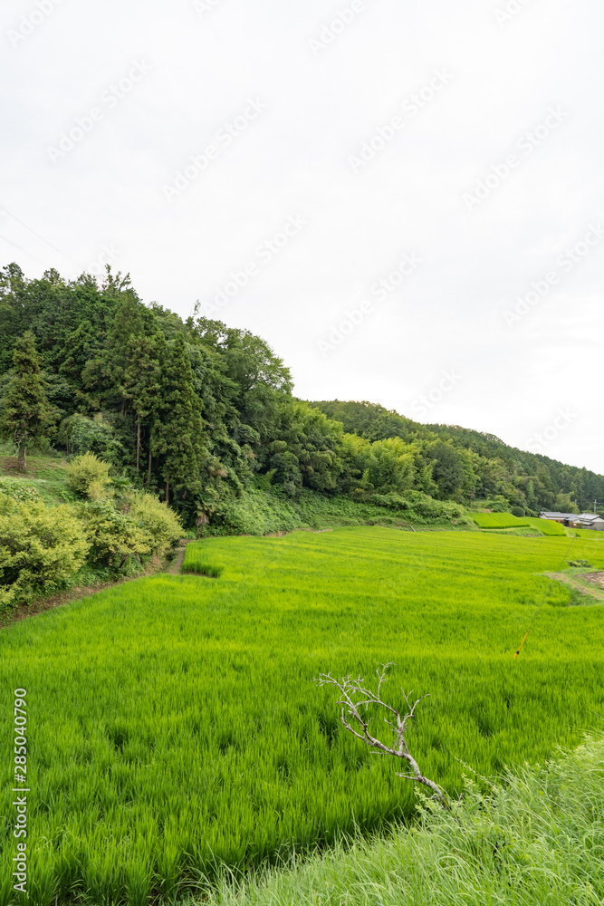 交野の風景 交野の風景