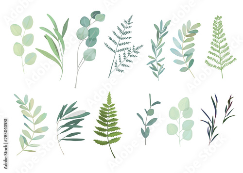 Floral greenery set with eucalyptus, fern and olive branch. Vector illustration photo
