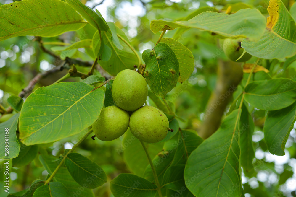 Walnut fruits on a tree outdoor with green leaves