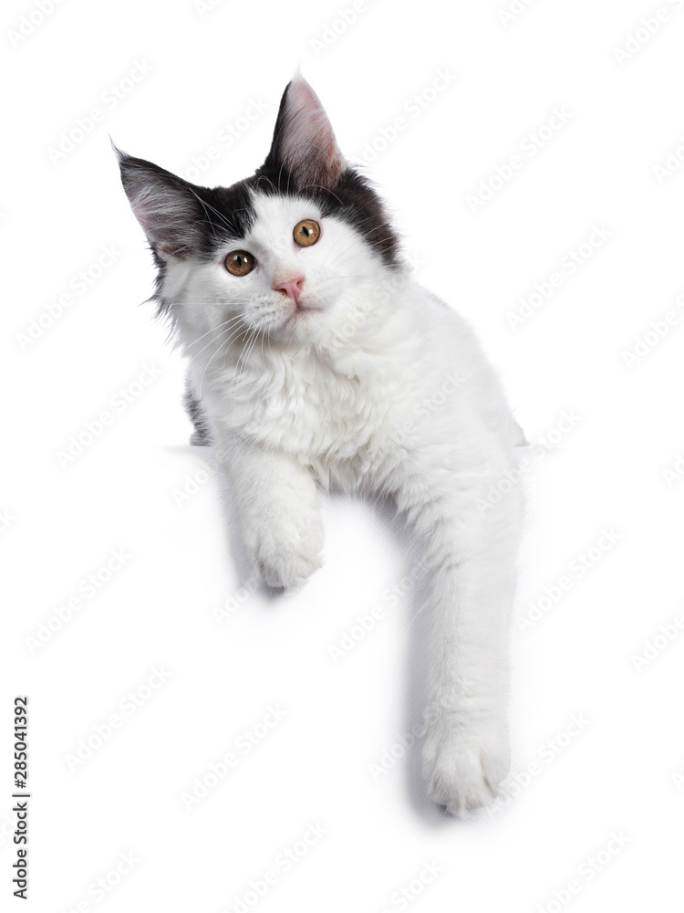 Handsome black and white Maine Coon cat kitten, laying down facing front. Looking at camera with brown eyes. Isolated on white background. Paws hanging relaxed over edge.