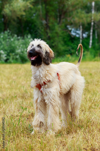 Dog breed Afghan hound © deviddo