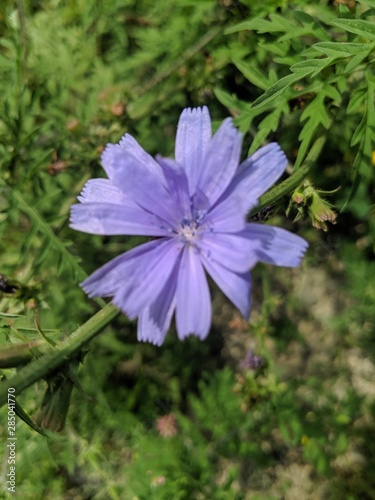 blue flower in garden