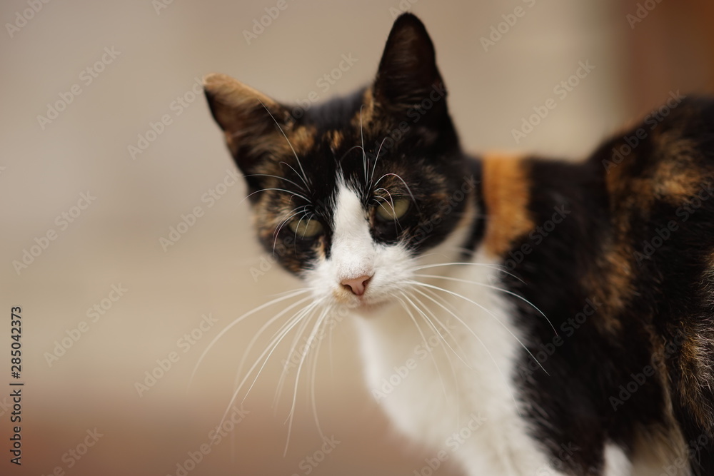 maneki neko tricolor cat outdoor portrait closeup