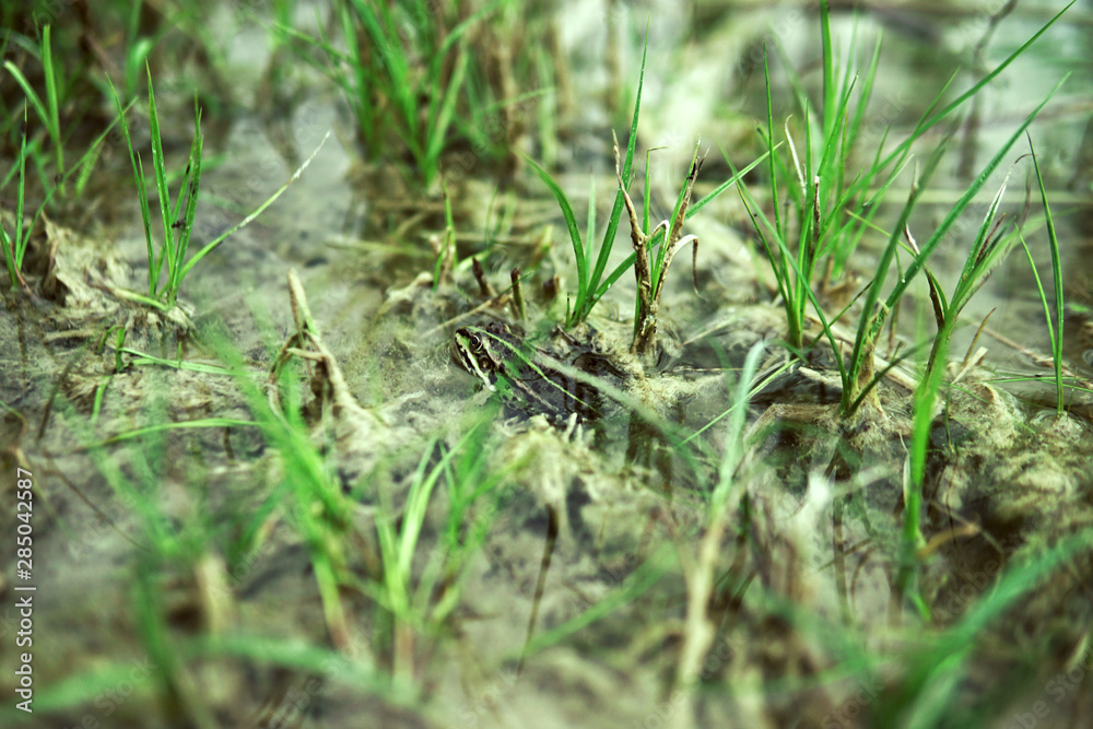 Roots under water. Flooded trees. Lovely landscape Roots under water. Flooded trees. Lovely landscape