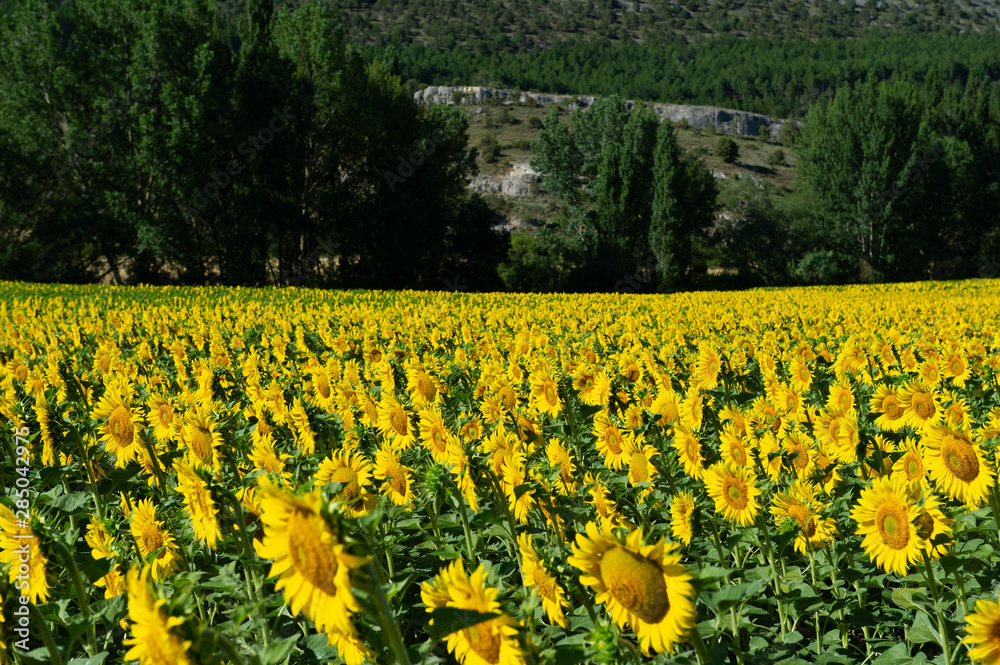 Sunflower Field, Spain