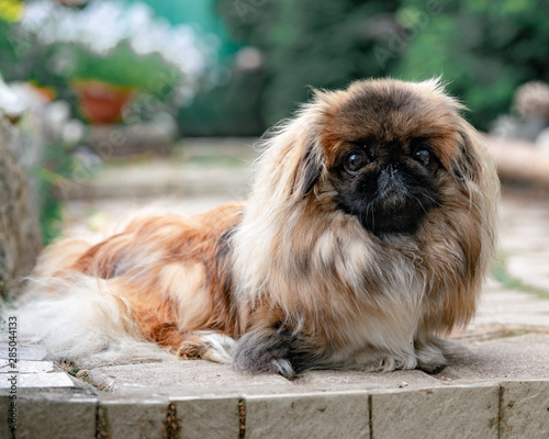 Εκτύπωση καμβά portrait of pekingese in the garden