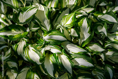 motley white leaves of the hosts with green stripes as a background