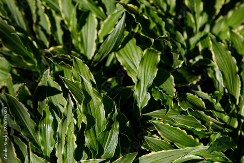 motley white leaves of the hosts with green stripes as a background