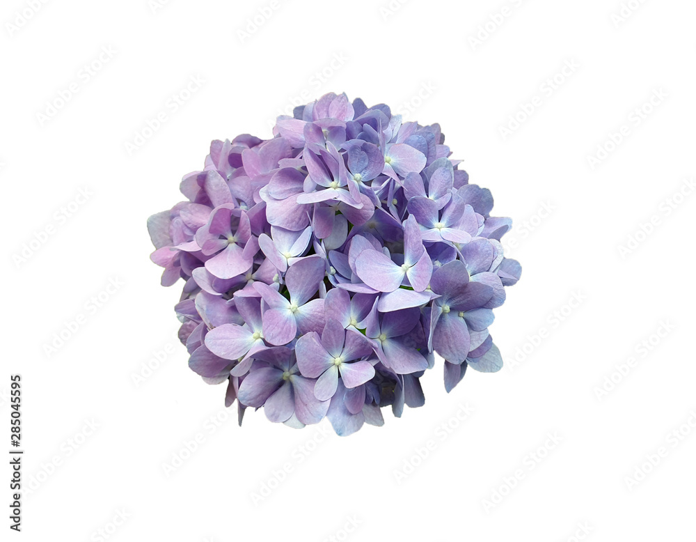 Pastel violet and light pink Hydrengea blossom flower as circle shape on isolate white background.