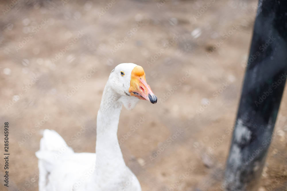 geese behind the fence. close-up portrait of a goose geese behind the fence. close-up portrait of a goose