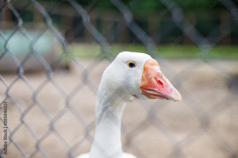 geese behind the fence. close-up portrait of a goose geese behind the fence. close-up portrait of a goose