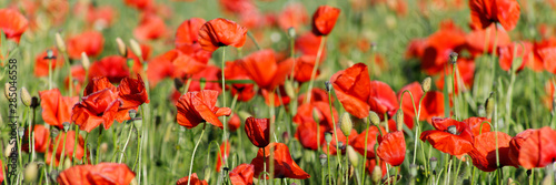 close up of red poppy flowers in a field