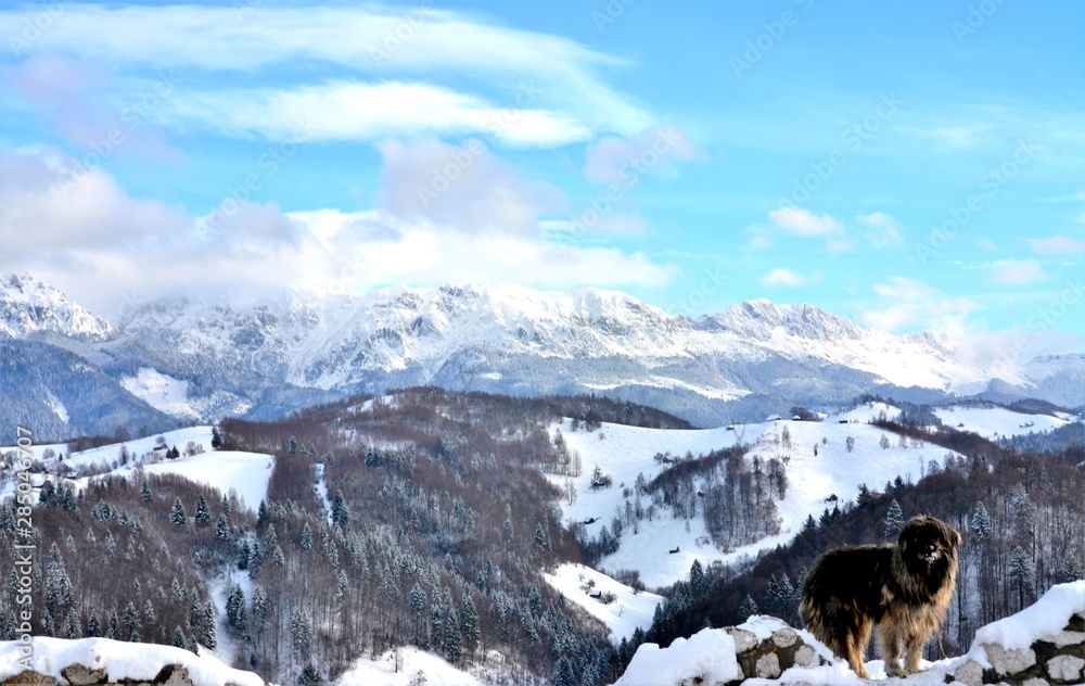 landscape with Bucegi mountains in winter