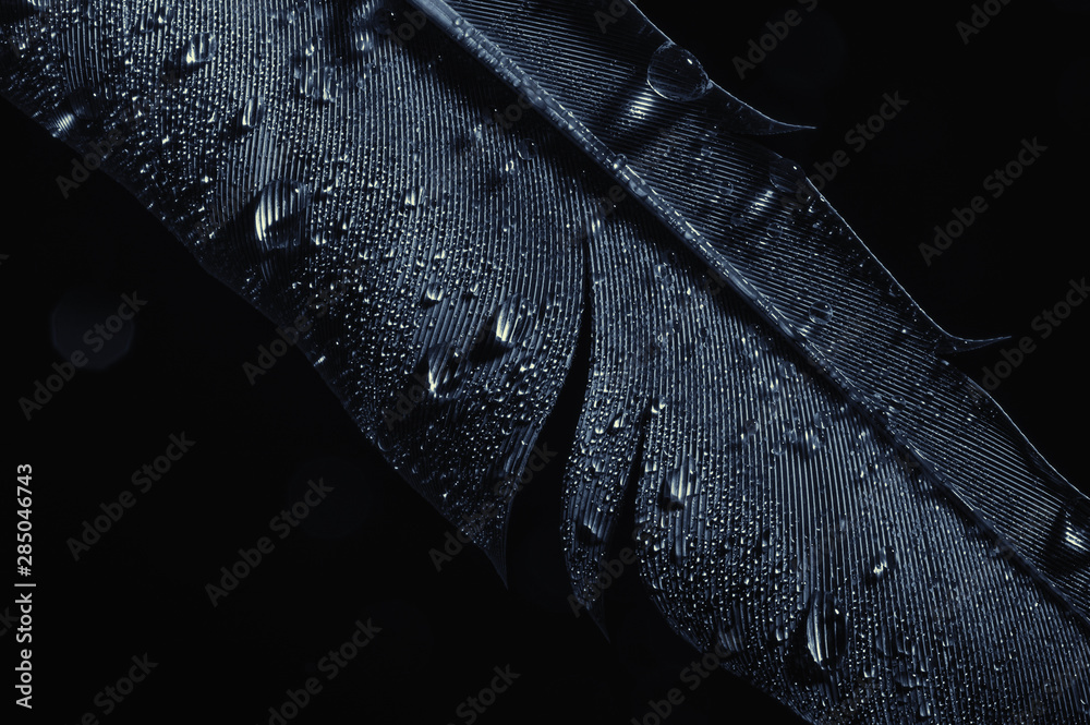 Fototapeta Fragment of bird's feather with water drops, close-up. Black and white.