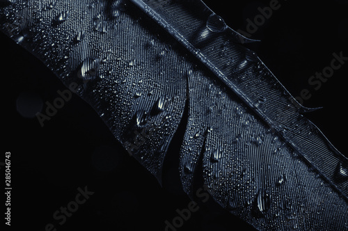 Fragment of bird's feather with water drops, close-up. Black and white.
