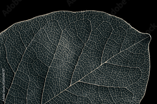 Abstract black and white leaf texture for background on black isolated background