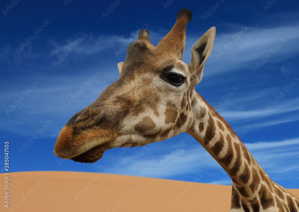 Portrait of giraffe against the blue sky