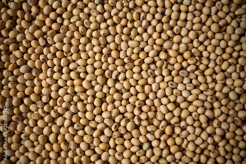 Soybean background. Soybean background.