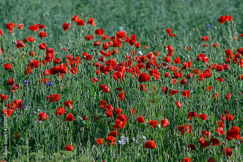 close up of red poppy flowers in a field © bonilook