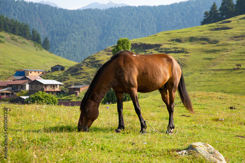 Thoroughbred brown horse grazing on a green Alpine meadow high in the mountains of Omalo Georgia