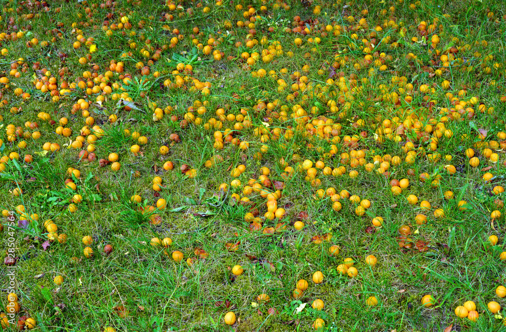 hundreds of mirabelle plum on the green grass in the garden
