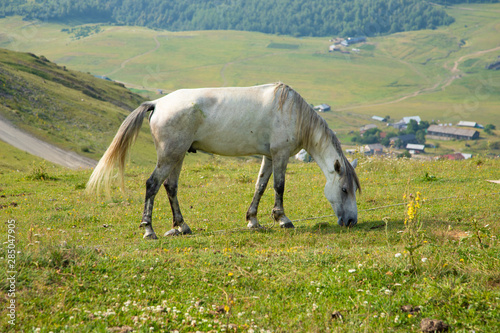 White horse grazing on the green Alpine meadows high in the mountains, the environment, farming concept