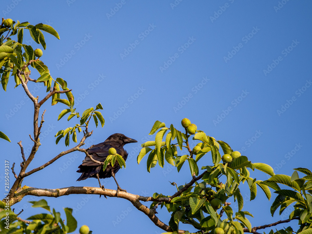 Fototapeta premium corneille