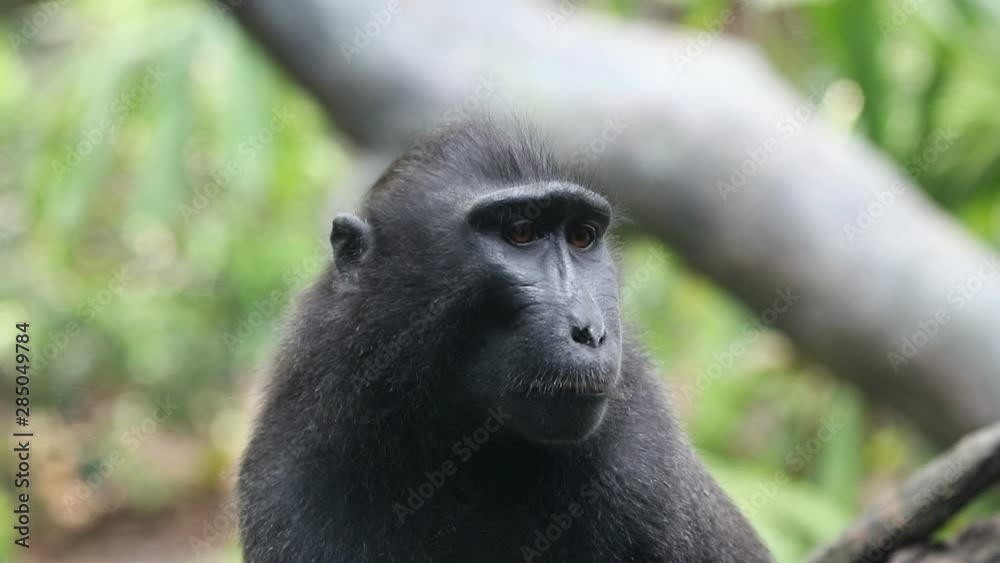 Talkative Chimpanzee very funny Talkative Chimpanzee very funny