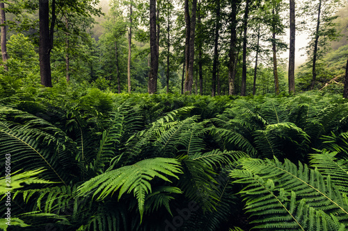 Field of fern in the forest © Evgeni Dinev