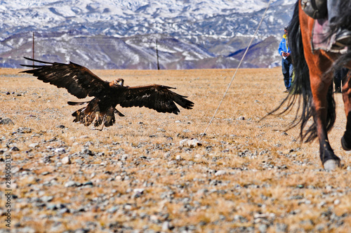 golden eagle in western mongolia flying and training to catch prey during the golden eagle festival