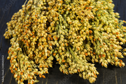 Sprigs of red millet close-up on a black background