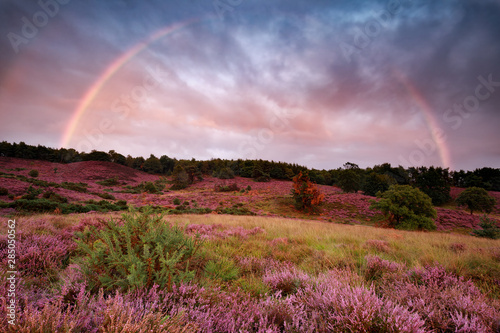 dramatic sunset and rainbow over flowering heather