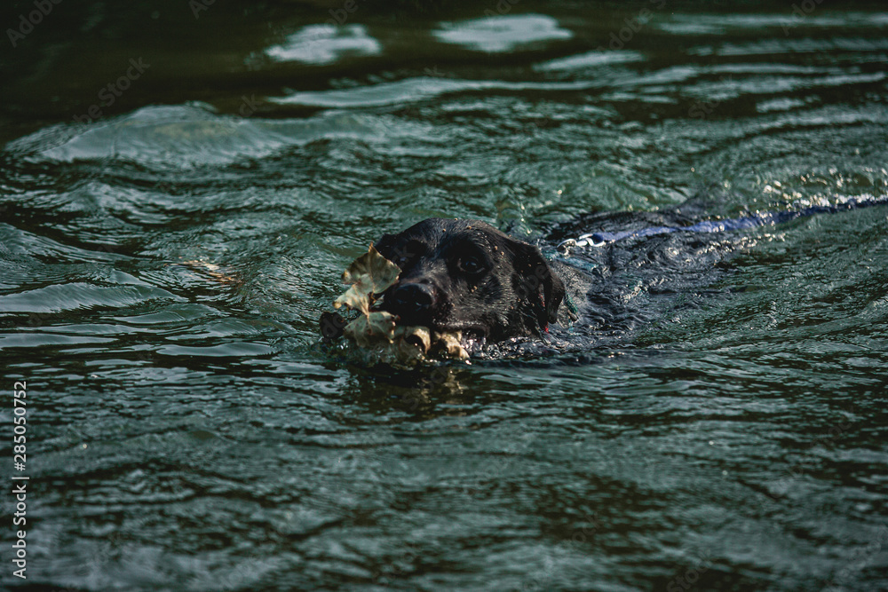 Fototapeta premium labrador water dog cute dogmodel