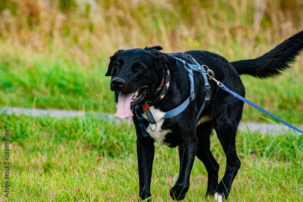 dog black labrador cute dogmodel dog black labrador cute dogmodel