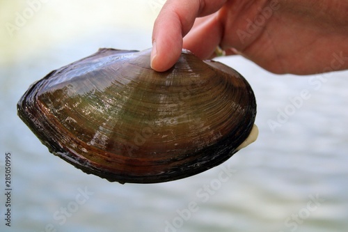 A mussel caught from Abaliget Lake photo