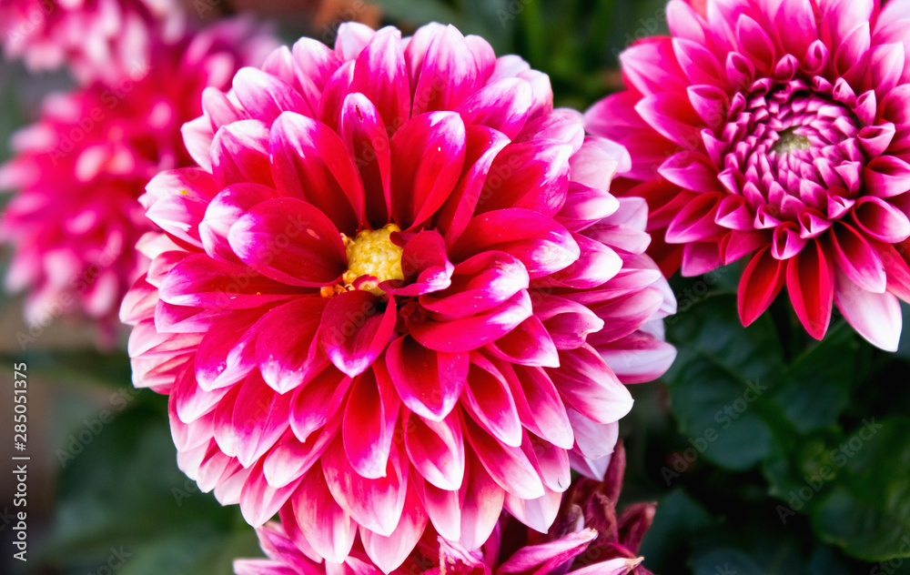 Red flowers in summer garden Red flowers in summer garden