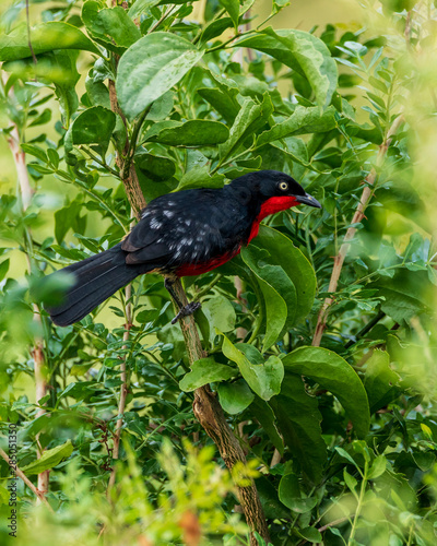 Black-Headed Gonolek, Uganda, Africa photo