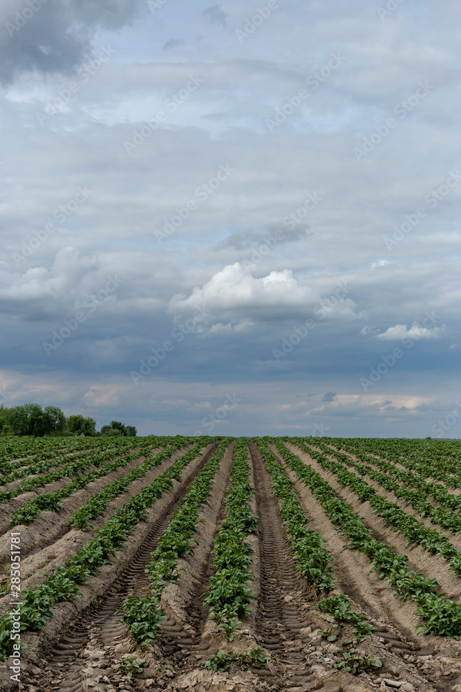 furrows with young shoots of potato close-up as a natural background furrows with young shoots of potato close-up as a natural background