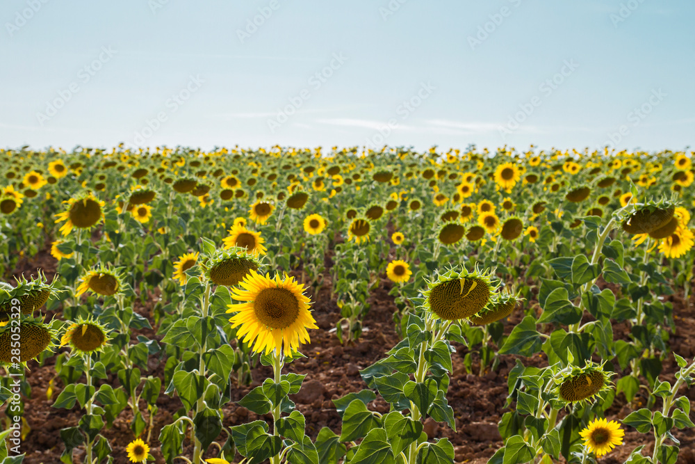 Obraz premium Sunflowers fields landscape in Spain