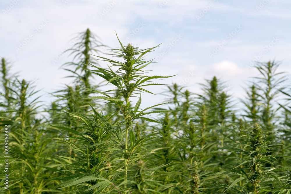 canabis on marijuana field ganja farm sativa leaf weed medical hemp hash plantation cannabis legal or illegal drug canabis on marijuana field ganja farm sativa leaf weed medical hemp hash plantation cannabis legal or illegal drug