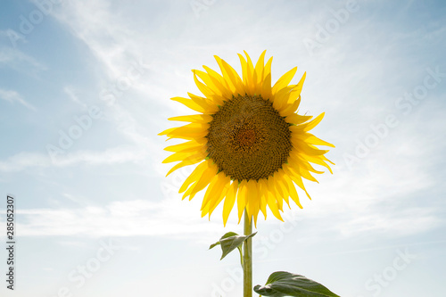 One natural sunflower and blue sky background