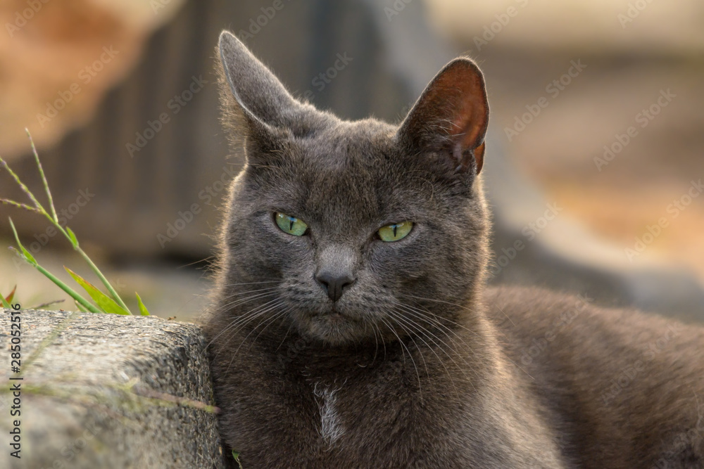 Porträt einer Katze der Rasse Russisch Blau