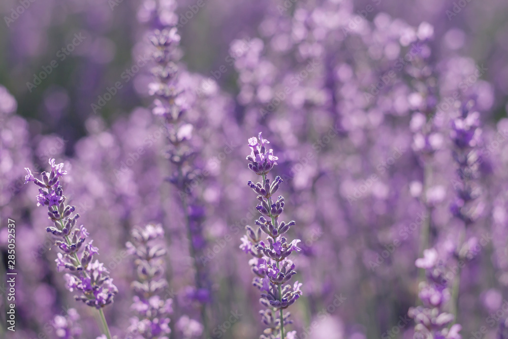Naklejka premium Detail of purple lavender flowers
